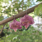 Обеци от лилава орхидея